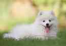 Маленькі білі собаки - топ-6 порід
